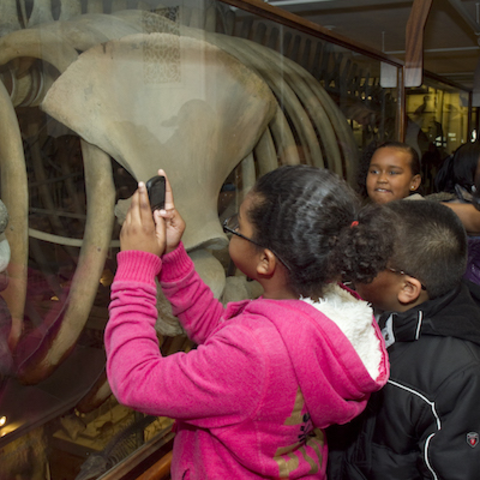 harvard museum of natural history